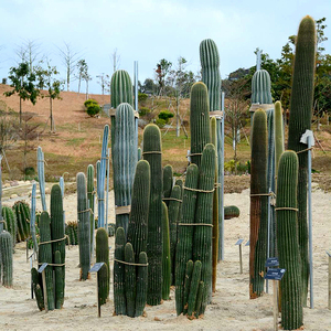 大凤龙仙人柱植物