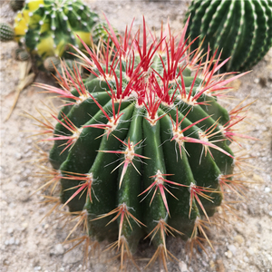 实生赤凤仙人球 红刺金虎狂刺仙人掌 沙生植物景观常用绿植盆栽