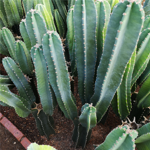 多头量天尺仙人柱多肉植物仙人掌 无刺仙人球绿植花卉苗木将军柱