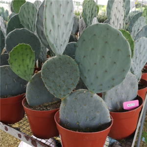 圆镜仙人掌 大盆丸多肉植物 大明镜耐晒趣味绿植兔儿形状沙漠植物