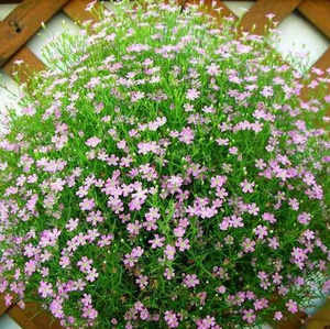 星星草植物满天星