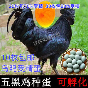 乌鸡种蛋五黑一绿种蛋可孵化受精蛋受精率高新鲜绿壳蛋土鸡蛋