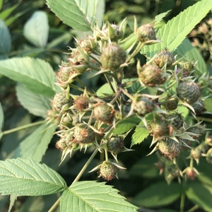 树莓苗黑刺莓苗 野生黑刺莓 广西野果苗 50元两棵包邮