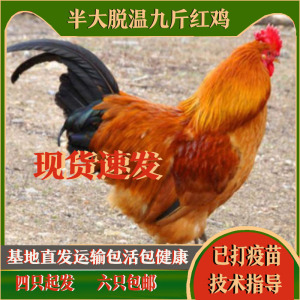 500人付款淘宝快大红公鸡苗 肉鸡活苗 快大青脚麻鸡苗 九斤黄鸡苗