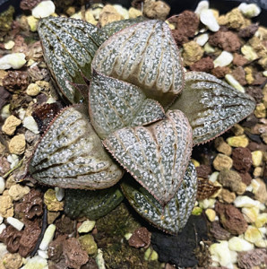 银皇青蟹寿经典铭品十二卷属多肉植物哒哒植屋 一物一拍