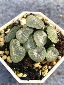 翠星万象糯白窗太白线经典名品十二卷属多肉植物一物一拍