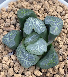 花菱万象巨大花菱 十二卷属 多肉植物 一物一拍 哒哒植屋