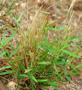 猫毛草新鲜金丝草潮汕草药马尾丝笔仔黄毛草野搭壁竹中药材500g