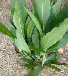 500克新鲜白花地胆草白花地胆头牛舌草白花苦地胆丁竖朽地胆草