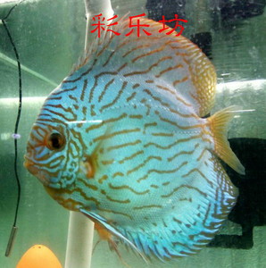 七彩神仙鱼活体蓝松石热带鱼观赏鱼神仙鱼活体渔场实拍促销