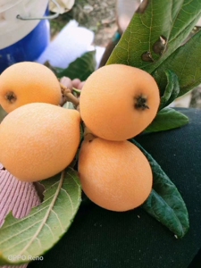 云南蒙自新鲜长虹枇杷