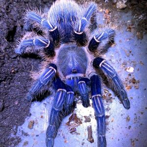 哥斯达黎加斑马脚蓝色种3-4cm 宠物蜘蛛活体