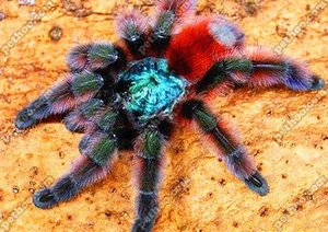 油彩粉红趾蜘蛛