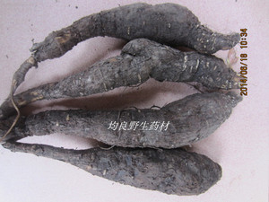 入地老鼠  钻地老鼠 野生  紫茉莉根 花粉头胭脂花头 新鲜货5oo克