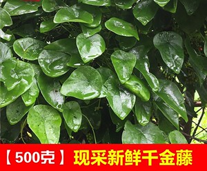生鲜现采粪箕笃 千金藤中药材 犁壁藤  田鸡草 畚箕草5oo克