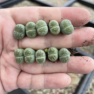 c56a 绿福来生石花 屁屁 番杏科 多肉植物0.9cm以上发货