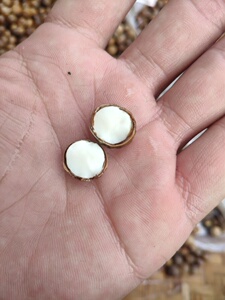 野生小锥栗子坚果米锥栗子野生新鲜米椎锥子小板栗毛栗子米椎子