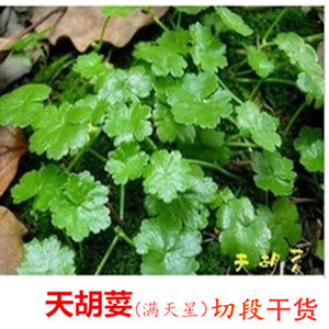 干货中药材野生天胡荽 满天星 小叶破铜钱 星秀草 干货切段 500克