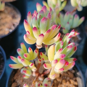 多肉植物 针叶福娘 中华福娘 多头老桩整群 园艺花卉满18包邮