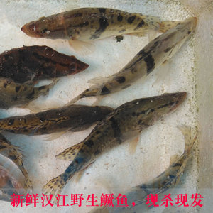 新鲜活现杀正宗野生鳜鱼 桂鱼 桂花鱼季花鱼 脊花鱼 鲫鱼3斤包邮