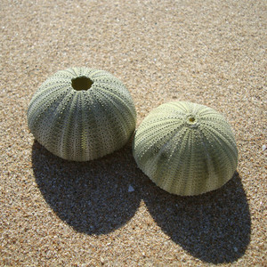 海胆壳 海洋贝壳 空气凤梨底座 儿童礼品 地中海风格装饰创意装饰