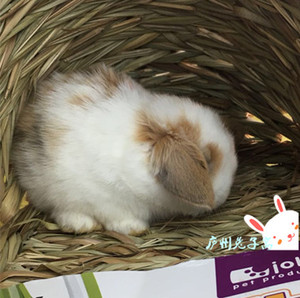 垂耳兔活体短毛垂耳 黄白道奇 碎斑橘色 垂耳兔 苹果脸 对称黄耳