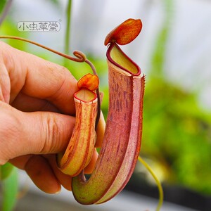 001人付款淘宝黑白环猪笼草【稀有进口品种已有白环食人花食虫草】