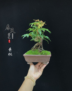 包邮特价青枫老桩盆景树桩红枫阳台庭院观叶植物老盆春天园艺实物