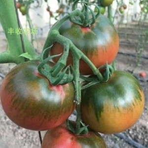 东北铁皮柿子种子草莓番茄种子带绿肩粉果水果西红柿阳台菜园种苗