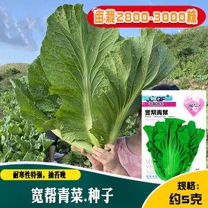 贵州青菜种子做酸菜用大花叶包心芥菜籽宽帮青菜大全特产阳台四季