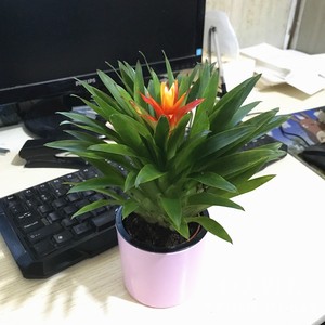 电脑宝贝盆栽 桌面小型空气凤梨 防辐射净化空气小盆栽 2盆包邮