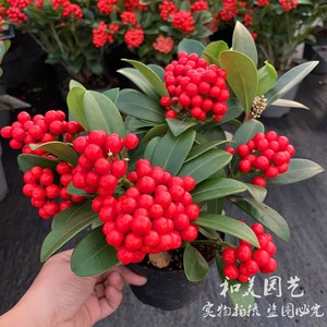 荷兰进口 红玉珠盆栽 紫玉珊瑚 红运珠 室内绿植高档植物 包邮
