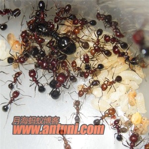 【月海蚁博】红胸收获蚁 各种群落 卵幼多