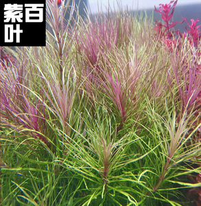 紫三角 紫百叶中后景水草草缸造景植物水下叶打头水草活体真水草