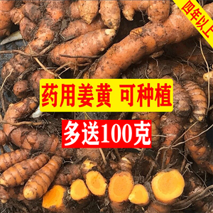 广西野生现挖小姜黄姜带芽药用种籽种植姜种子用云南植苗小姜黄