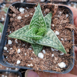 姬千代田锦 办公室阳台党精美趣味多肉植物绿植盆栽芦荟属 带盆带