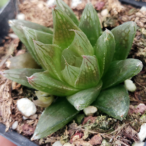 原始种玉露红玉露红水晶haworthiacooperivarleightonii