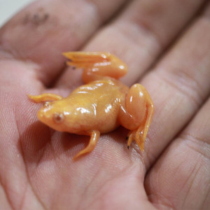 同款货源清儿淡水鱼淘宝小金蛙活体龙鱼饲料鲜活