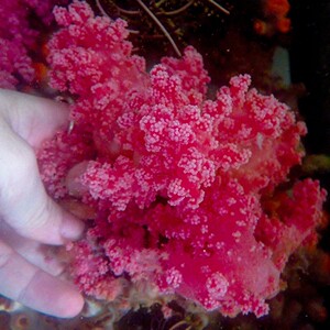 水桃花活体 红水珊瑚海鸡冠花lps活体珊瑚缸海洋生物包活观赏海缸