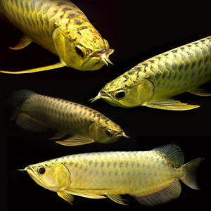 金龙鱼活体 鱼苗蓝底过背金龙风水鱼观赏鱼纯种龙鱼苗小金头过背