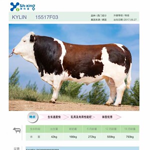 德系进口西门塔尔牛冻精牛冷冻精液畜牧改良紫红花净脸大花片牛精