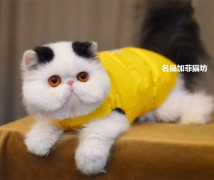 加菲猫黑白蓝白异国短毛猫扁脸猫宠物猫活体(配种借配坐标北京)