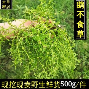 鹅不食草新鲜500g野生中药材食胡荽饿不食草猪屎草鹅不食吃草包邮