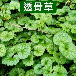 透骨草透骨消新鲜草药野生中药材连钱草500克g中草药铜钱草正品