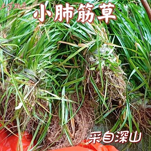中草药肺心草