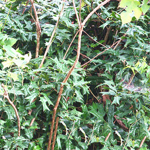 野生中药材土黄连 黄天竹 刺黄连 老虎刺 土黄柏 刺黄苓 干品500g