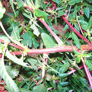 正宗天然新鲜中草药红刺苋 勒苋菜 猪母刺 红杆刺苋全草1000g包邮