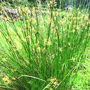 现采新鲜中草药灯芯草 灯心草 水灯芯 秧 山席草 虎须草全草 500g