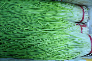 天天空运东北蒜苗蒜苗东北蒜苗