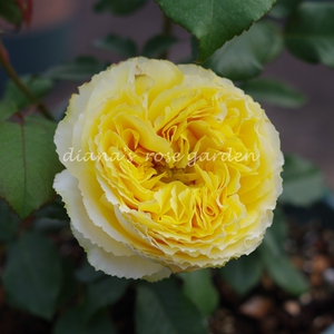 狄安娜的月季花园 月季花 灌木阳光笑容 勤花大花香味 适合阳台